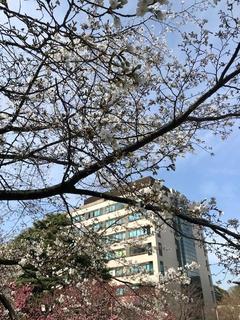 Cherry blossoms on Ookayama Campus are starting to bloom.