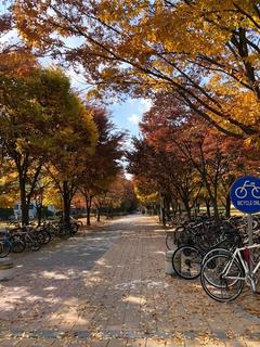 【KAIST】留学2ヶ月目