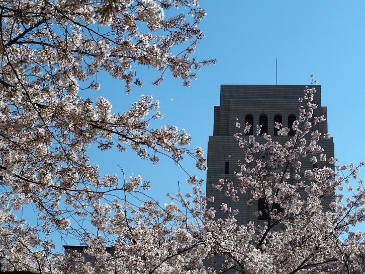 sakura_tokyo tech.jpg